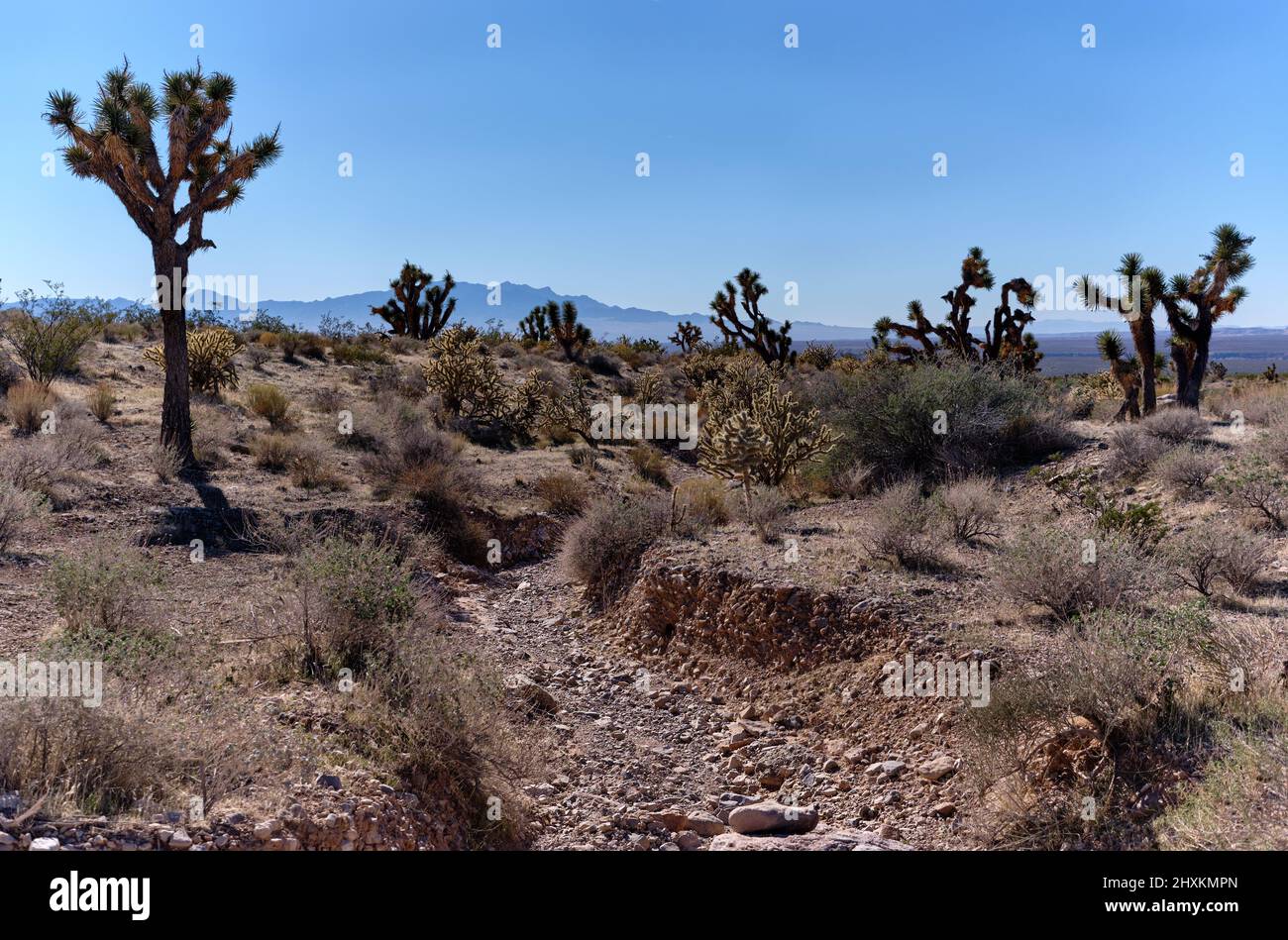 Joshua Trees, cactus y barrancos secos a lo largo de Joshua Tree Road - un pintoresco camino trasero en el desierto de Mojave al norte de Mesquite, Nevada Foto de stock