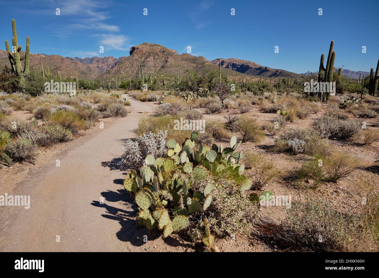Sendero ancho y plano que conduce a través de la vegetación del desierto incluyendo saguaro y otros cactus. Área de Recreación del Cañón Sabino, AZ Foto de stock