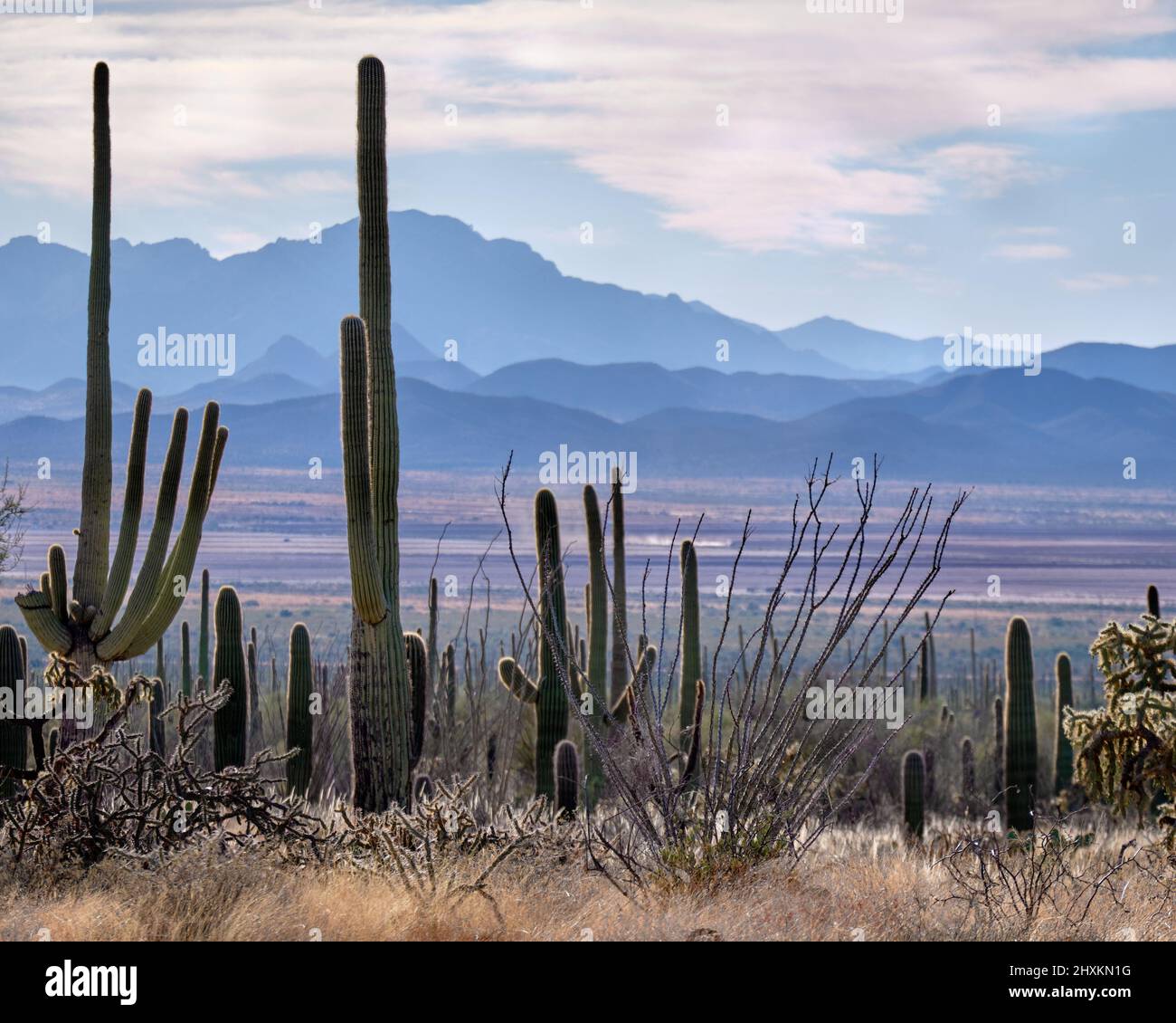 Cactus saguaro altos en primer plano contra el fondo de las montañas en tonos de azul. McCain Loop Road, Tucson Mountain Park, AZ Foto de stock