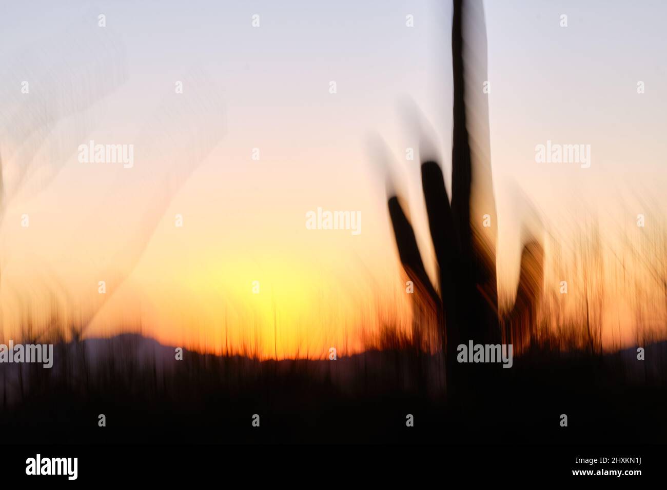 Cactus Saguaro al atardecer. El movimiento intencional abstracto de la cámara (ICM) captura rayas de silueta, luz naranja, amarilla y roja. Foto de stock