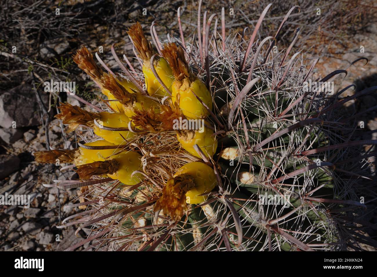 Vista de cerca de brillantes flores amarillas suculentas en California Barrel Cactus en Tucson Mountain Park, Arizona Foto de stock