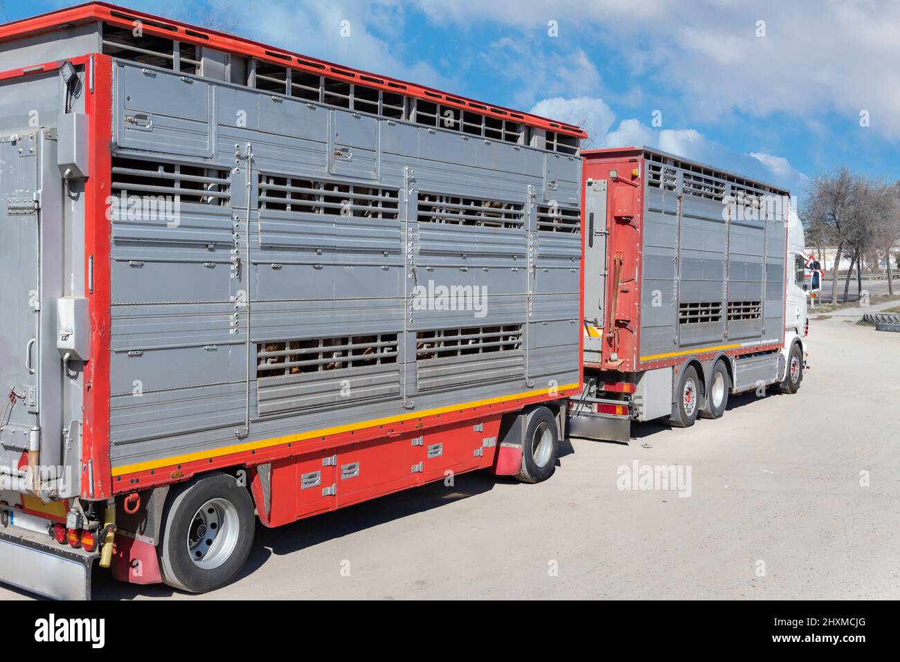 Transporting cattle fotografías e imágenes de alta resolución - Alamy