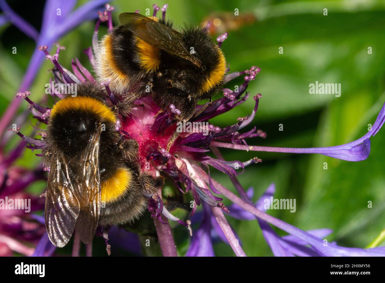 las abejas británicas Foto de stock