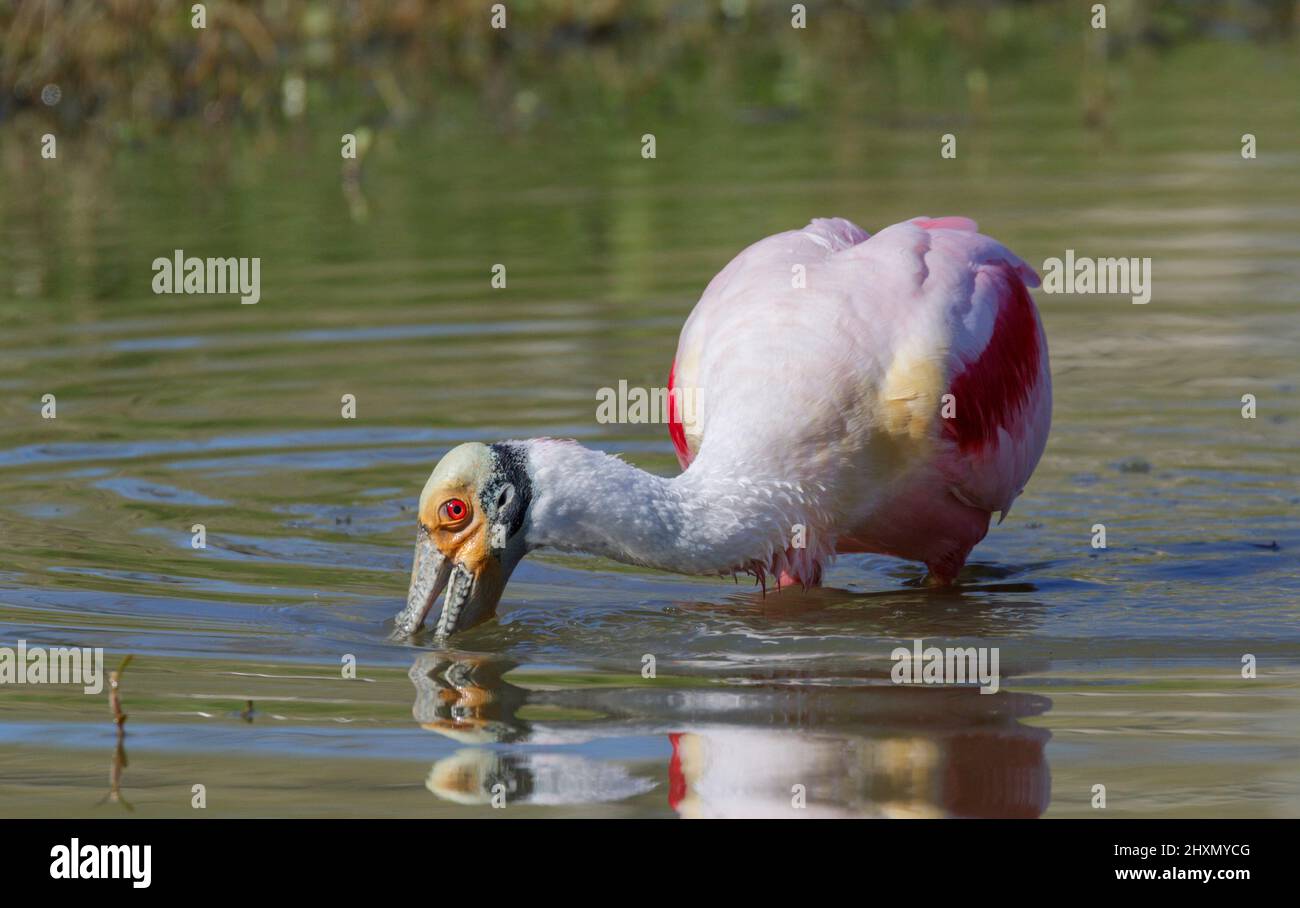 Cucharaditas (Platalea ajaja) alimentándose en un lago, Alvin, Texas, Estados Unidos. Foto de stock
