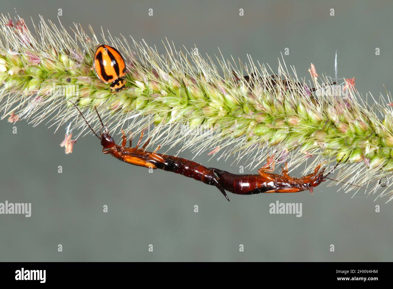 Par de cables de acoplamiento, Elaunon bipartitus. Con un Beetle de Ladybird Variable, Coelophora inaequalis. En un cabezal de semillas de pasto. Coffs Harbour, Nueva Gales del Sur, Australi Foto de stock