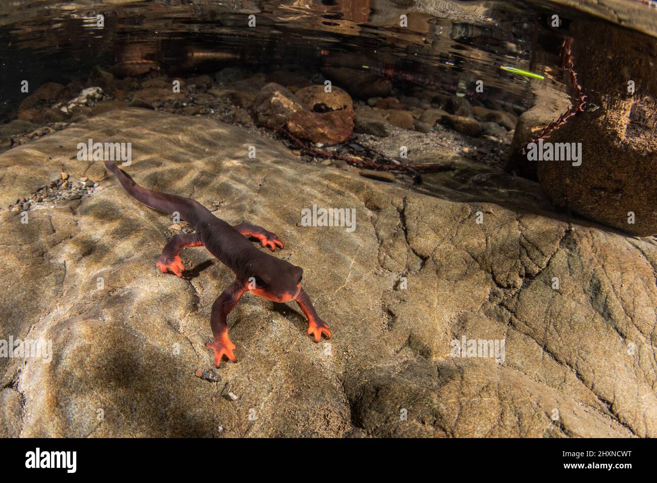 Newt de vientre rojo (Taricha rivularis) Un salamandras acuáticas del norte de California, viven en arroyos limpios y fluidos. Foto de stock