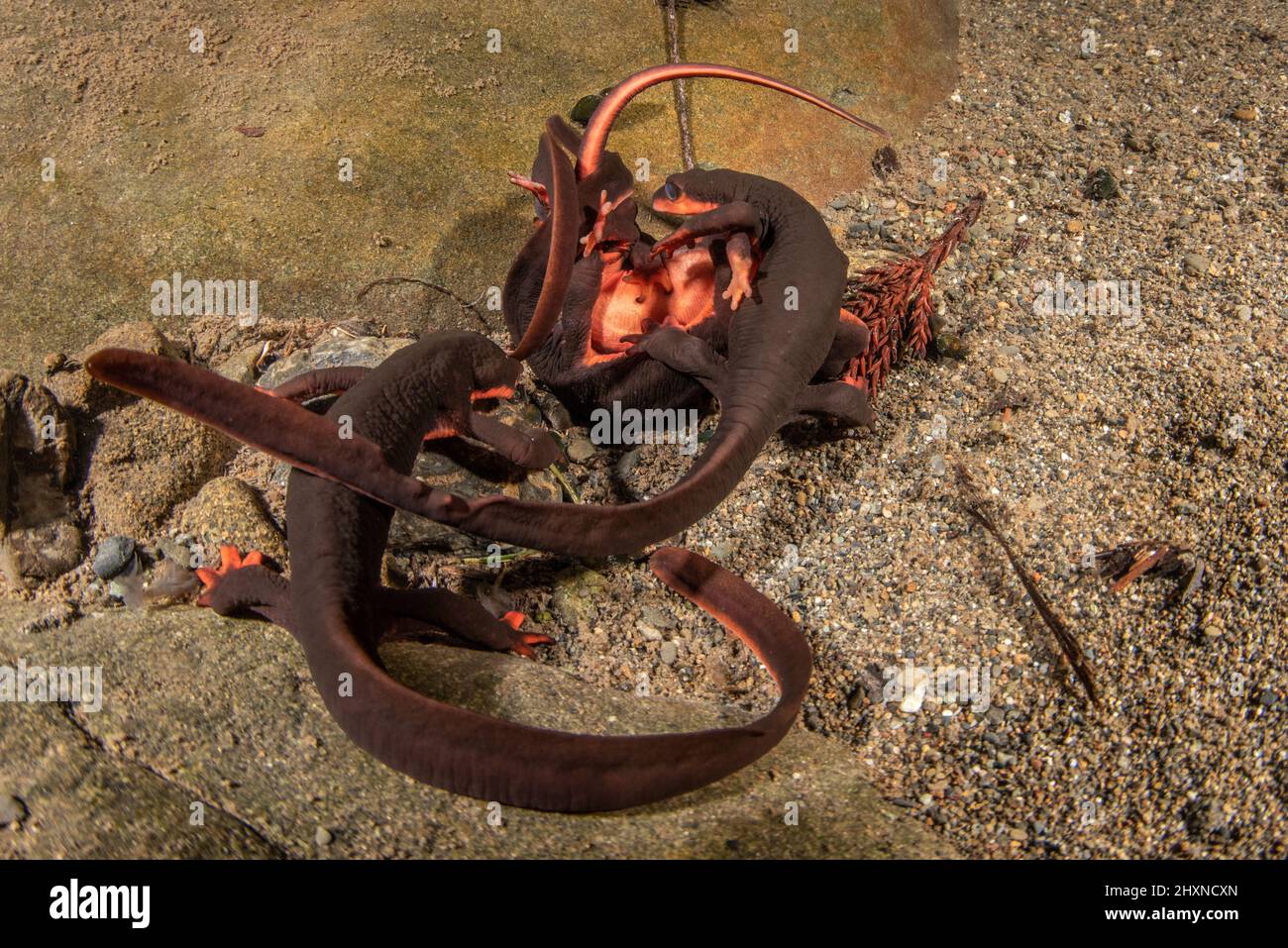 El acoplamiento de los newts rojos del bellied (Taricha rivularis) forma una bola submarina de salamanders donde los hombres luchan sobre hembras. Un anfibio encontrado en California. Foto de stock