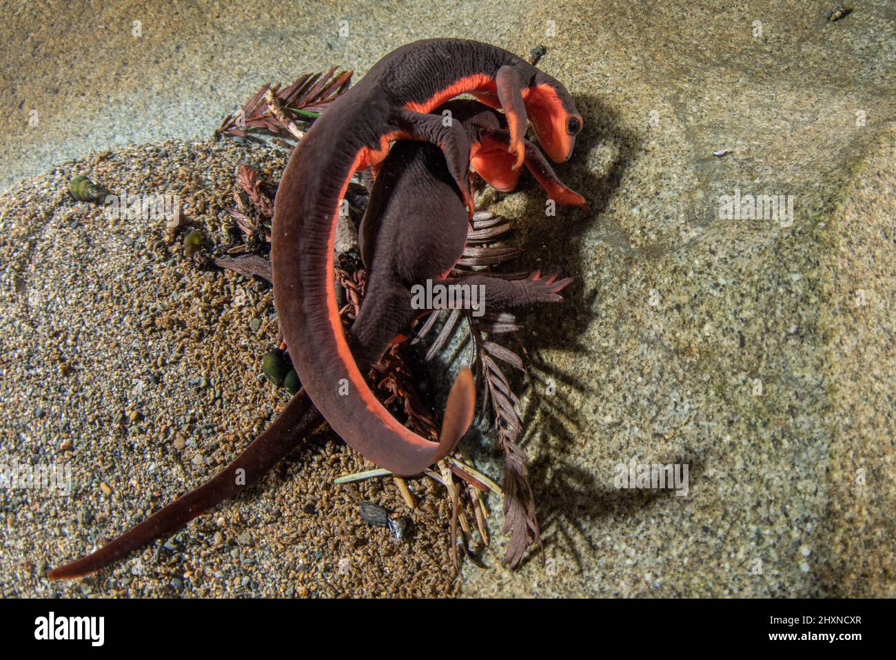 El acoplamiento de los newts rojos del bellied (Taricha rivularis) forma una bola submarina de salamanders donde los hombres luchan sobre hembras. Un anfibio encontrado en California. Foto de stock