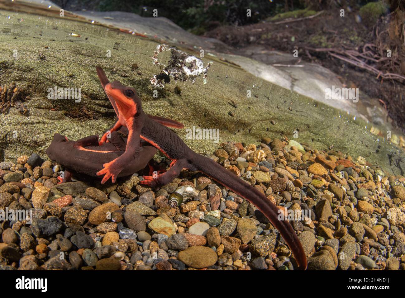 Newt de vientre rojo (Taricha rivularis) Un salamandras acuáticas del norte de California, viven en arroyos limpios y fluidos. Foto de stock