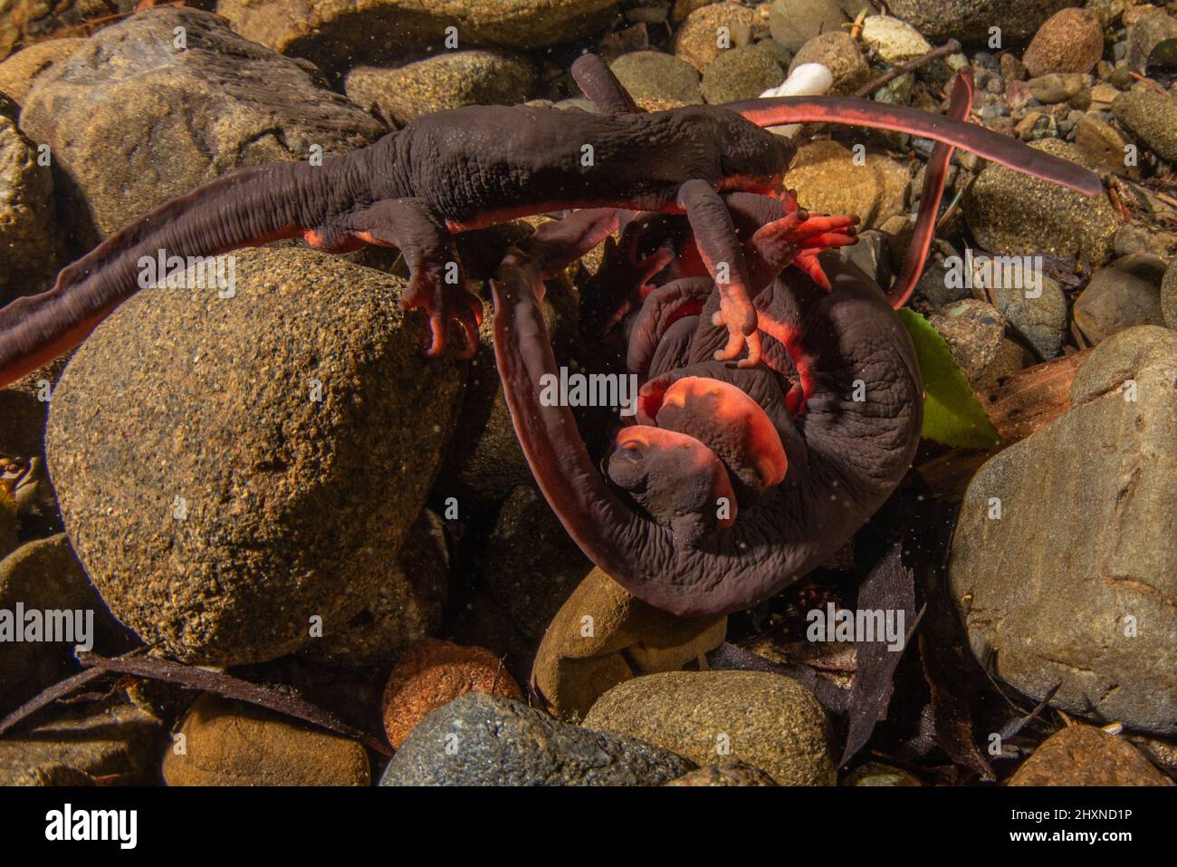 El acoplamiento de los newts rojos del bellied (Taricha rivularis) forma una bola submarina de salamanders donde los hombres luchan sobre hembras. Un anfibio encontrado en California. Foto de stock