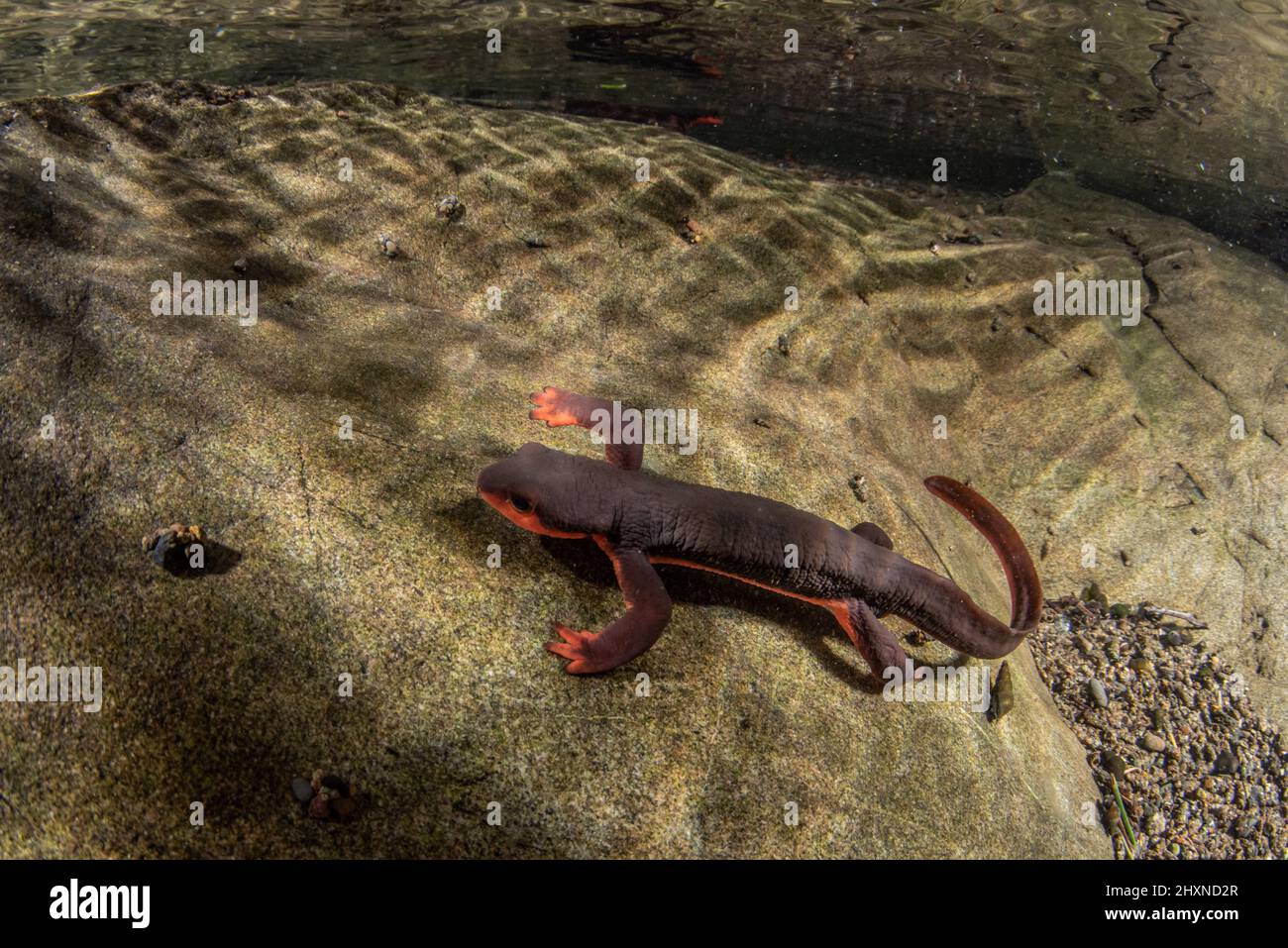 Newt de vientre rojo (Taricha rivularis) Un salamandras acuáticas del norte de California, viven en arroyos limpios y fluidos. Foto de stock