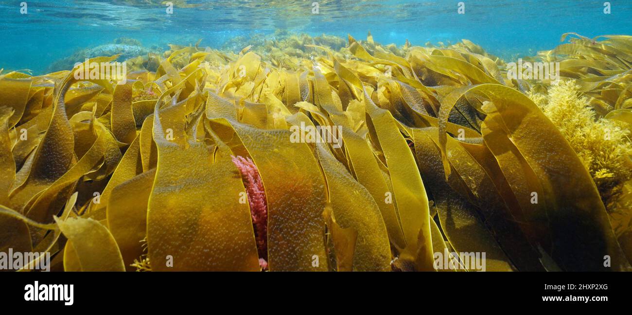 Hojas de algas marinas follaje bajo el agua, océano Atlántico oriental, España Foto de stock