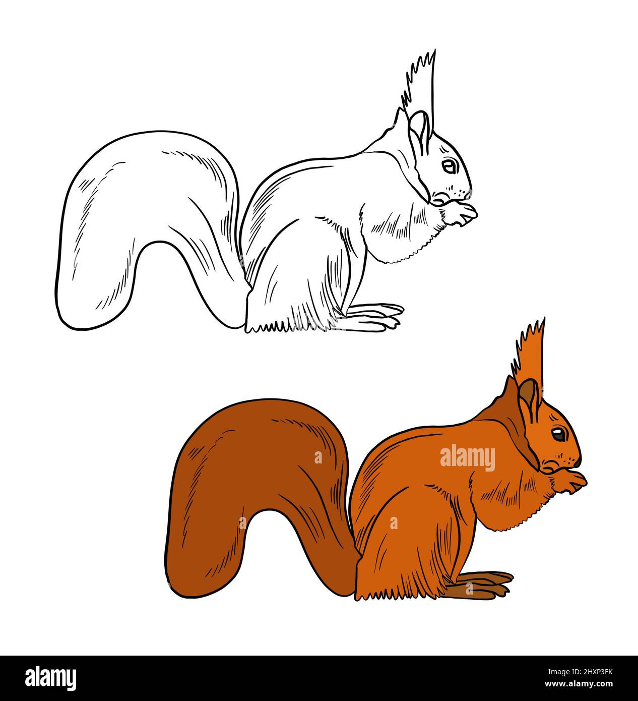 Cartoon illustration color orange squirrel fotografías e imágenes de alta  resolución - Alamy