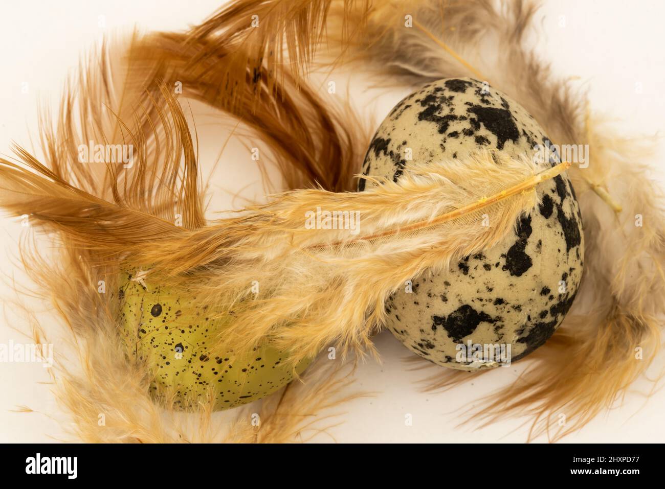 Países Bajos, febrero de 2022. Plumas marrones y huevos de codorniz aislados sobre fondo blanco. Fotografías de alta calidad Foto de stock