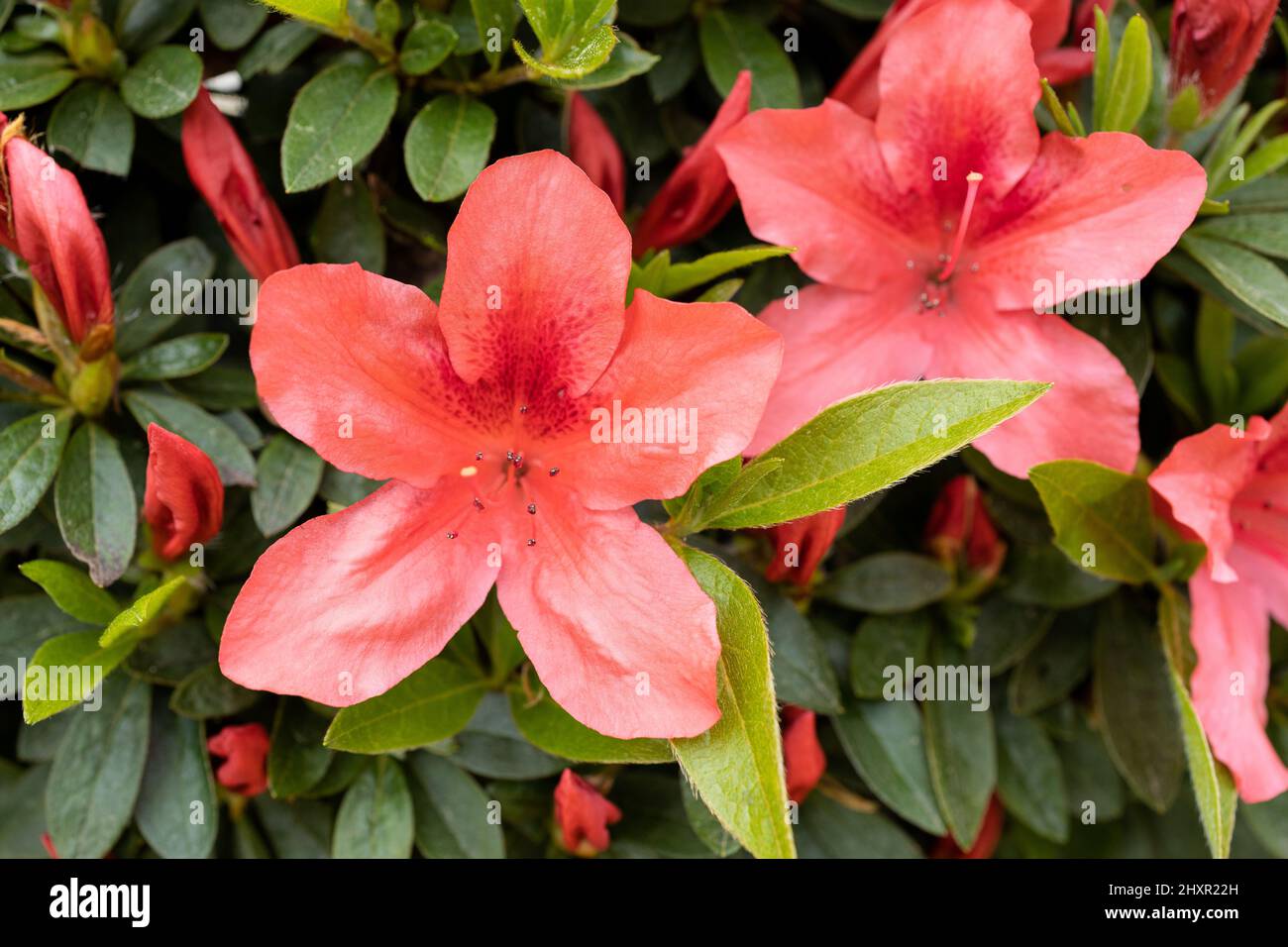 Simsii fotografías e imágenes de alta resolución - Página 6 - Alamy