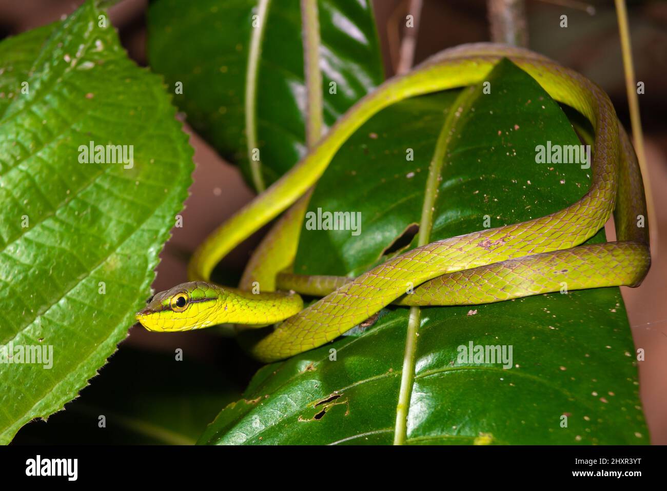 Serpiente exótica del árbol verde, serpiente de la vid del COPE, Oxybelis brevirostris Foto de stock