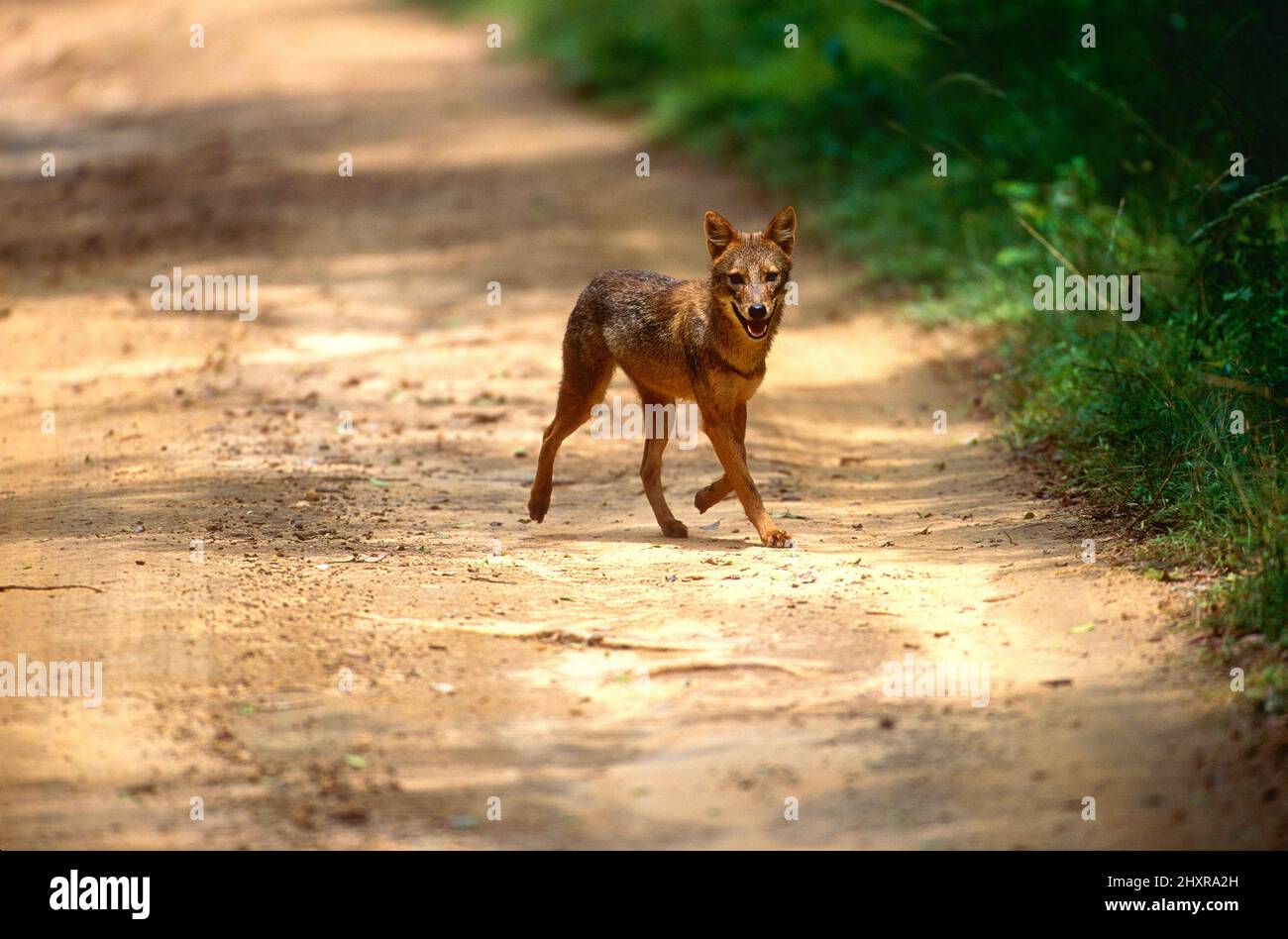 Goldschakal, Canis aureus, Canidae, Schakal, Tier, Säugetier, Parque Nacional Yala, Sri Lanka Foto de stock