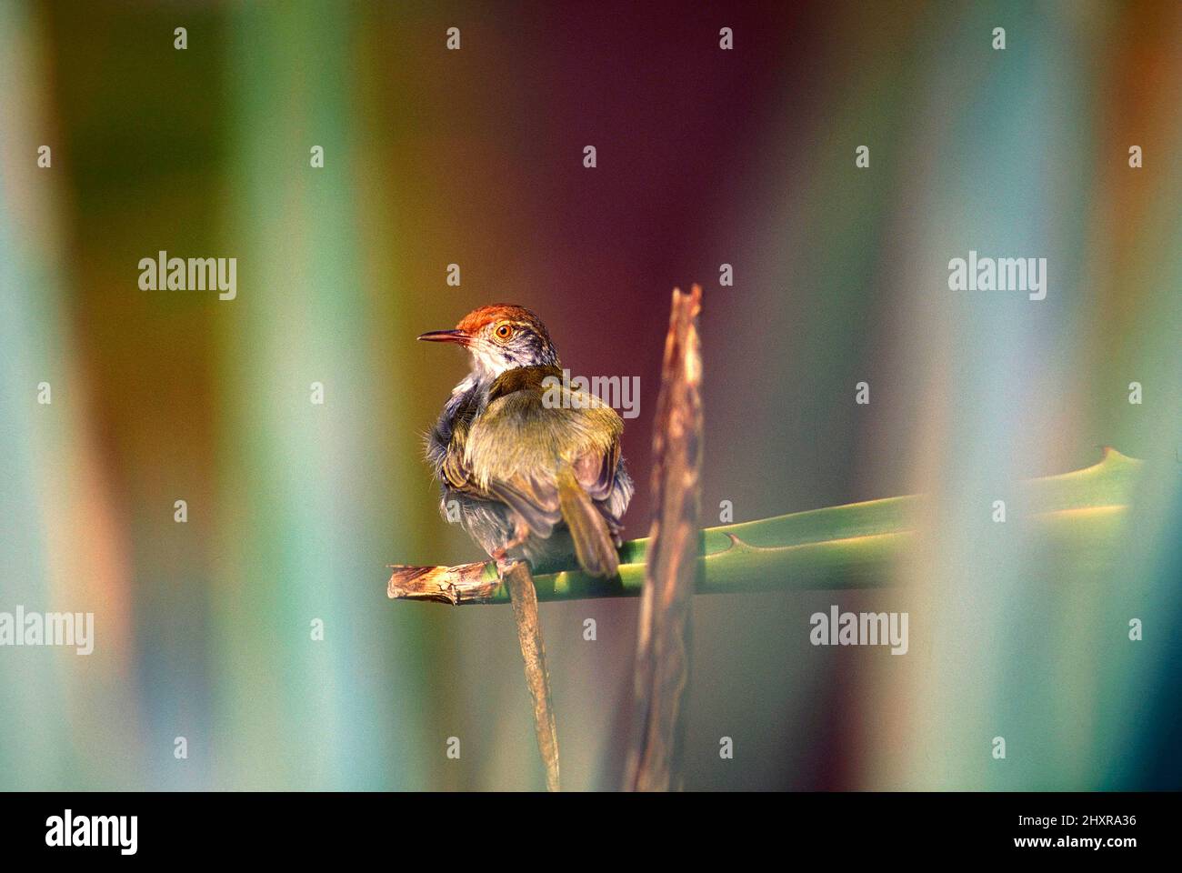 Rotstirn-Schneidervogel, Orthotomus sutorius, Cisticolidae, Vogel, Tier, Singapur Foto de stock