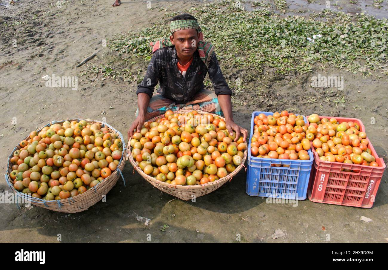 Vendedor de tomate en el mercado de la aldea en Bangladesh Foto de stock