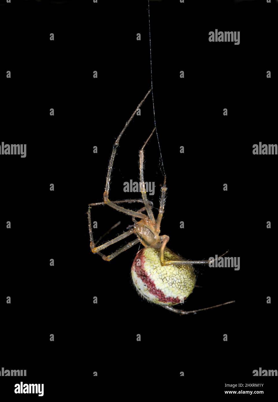 Peine-footed Spider - Enoplognatha ovata Foto de stock