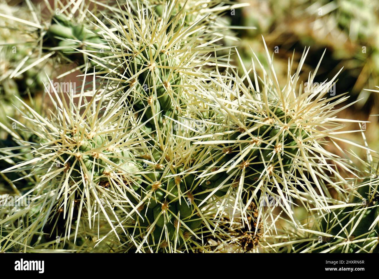 Cactus Con Espinas Muy Largas Ha Pasado Por Tiempos Difíciles Fotos,  retratos, imágenes y fotografía de archivo libres de derecho. Image  123000770