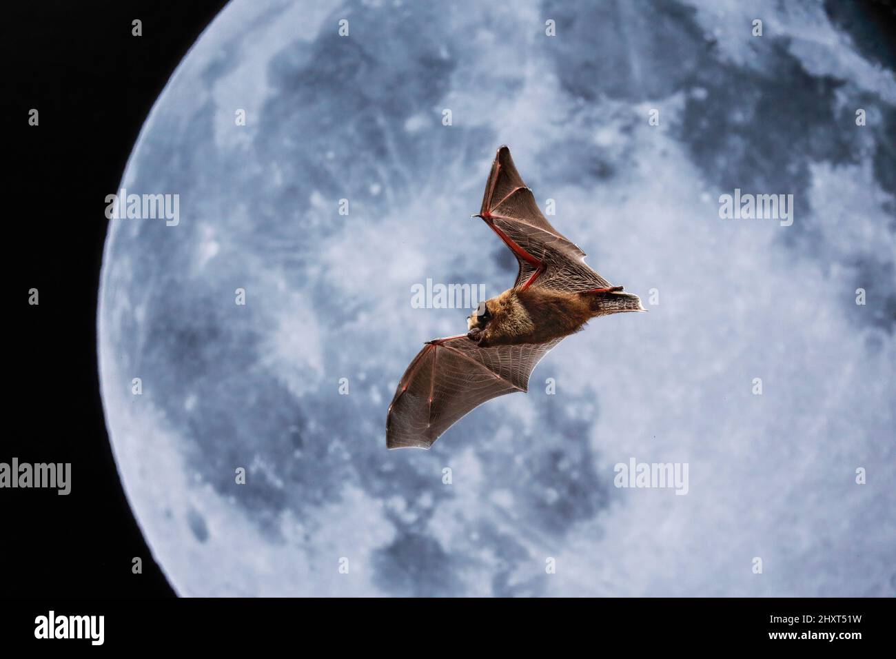 Retrato de un pipistrello común (Pipistrellus pipistrellus) por la noche con la luna detrás Foto de stock