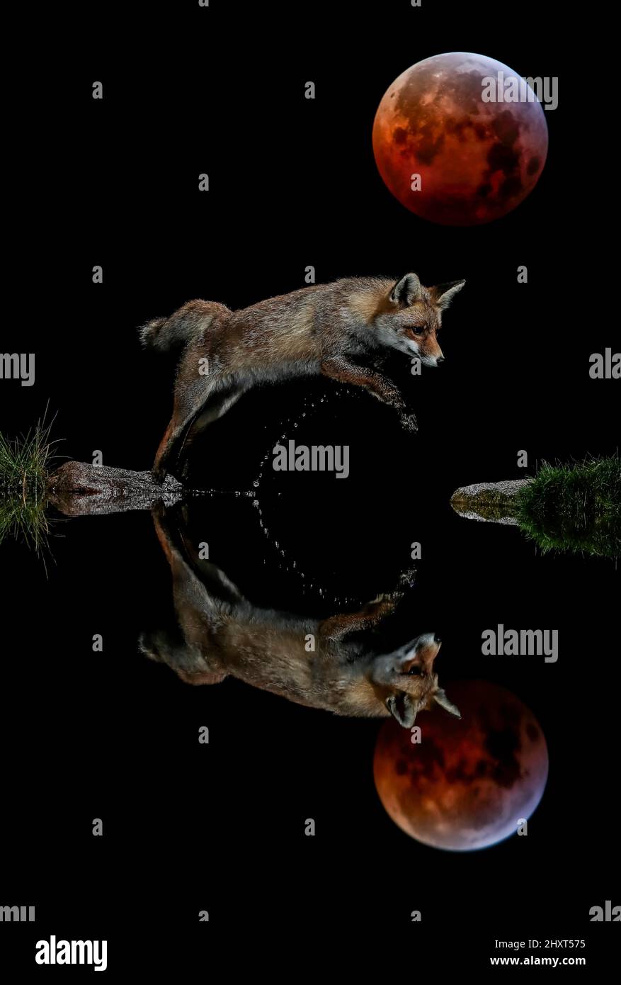 Retrato nocturno del zorro rojo (Vulpes vulpes) saltando por la noche, con silueta reflejada y una gran luna roja en el cielo Foto de stock