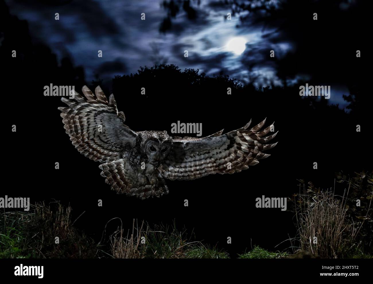 Retrato dramático de una Búho Tawny (Strix aluco) volando en la noche, Salamanca, Castilla y León, España Foto de stock