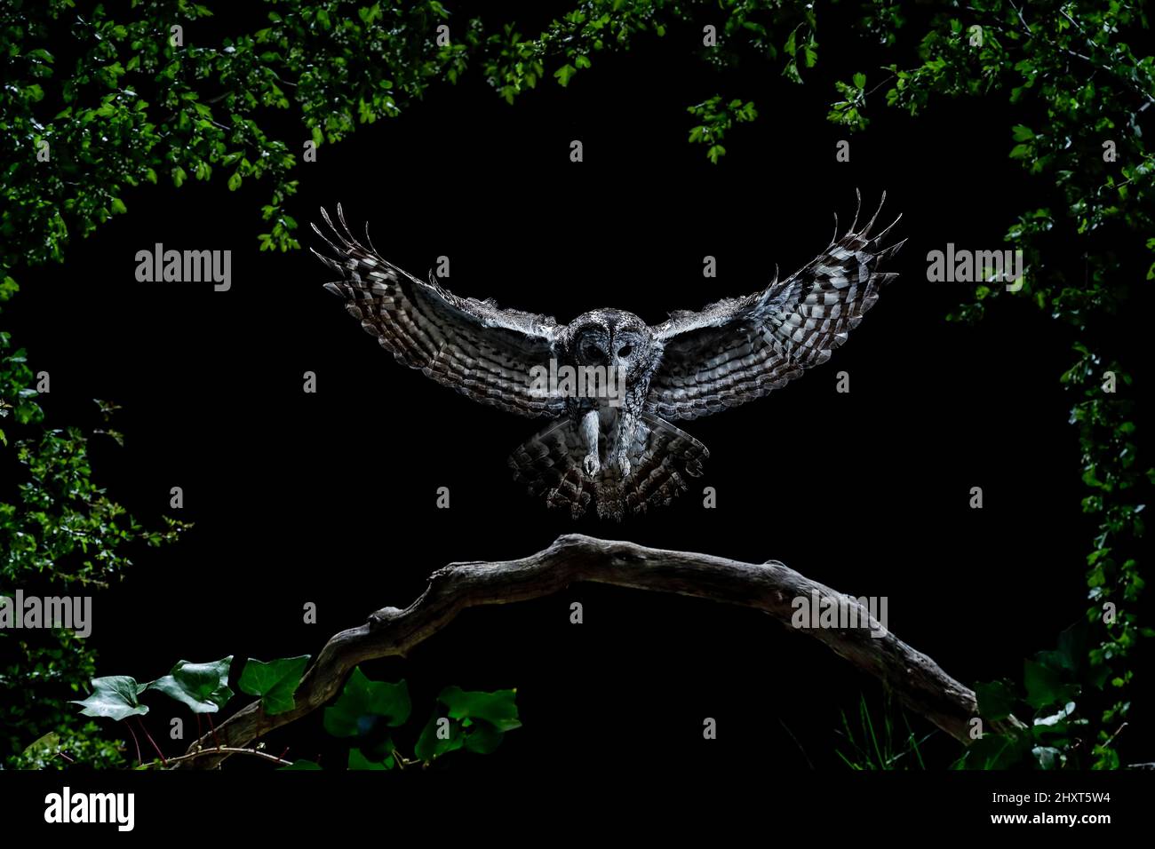 Retrato dramático de una Búho Tawny (Strix aluco) volando en la noche, Salamanca, Castilla y León, España Foto de stock