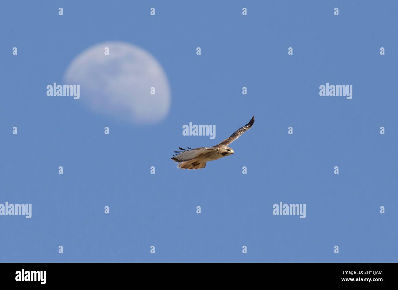 Halcón de cola roja, Buteo jamaicensis, que se eleva con la luna en el fondo Foto de stock