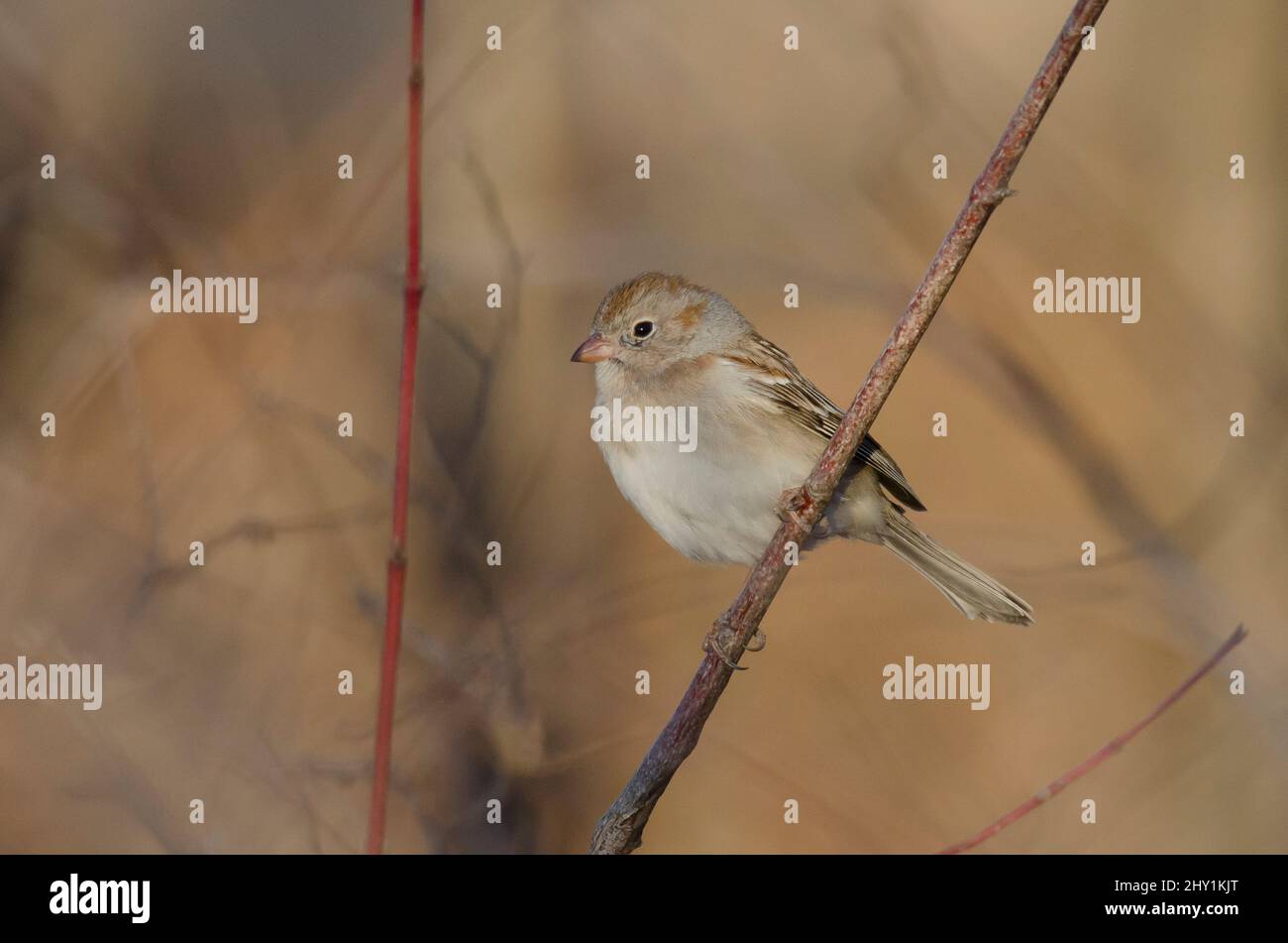 Sparrow, campo Spizella pusilla Foto de stock