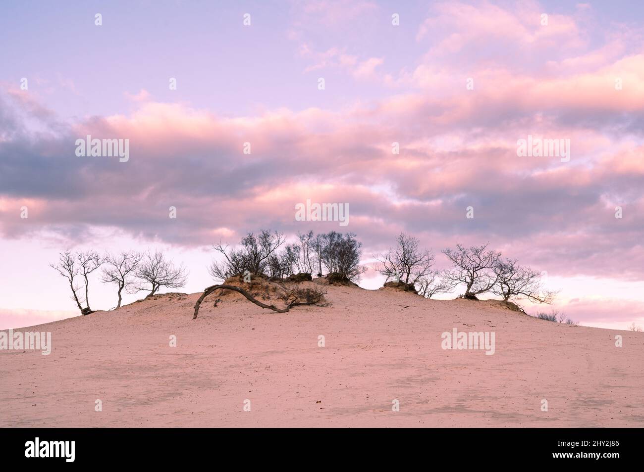 Pequeños árboles secos que crecen en terrenos en medio del desierto al  atardecer Fotografía de stock - Alamy