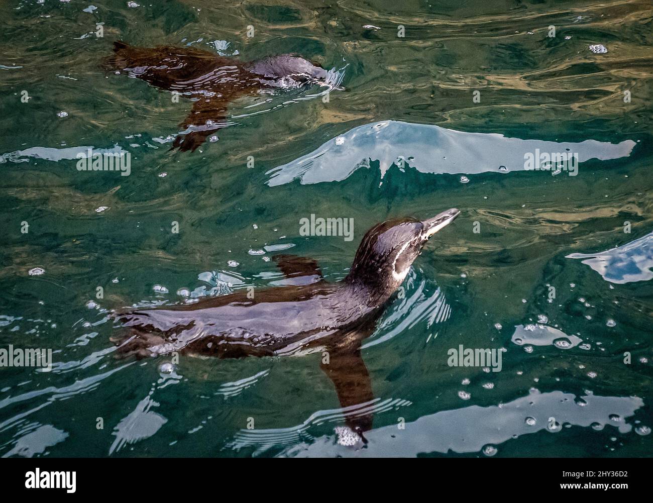 Un grupo de pingüinos de Galápagos surcan mientras pescan - Isla Isabela, Galápagos, Ecuador Foto de stock