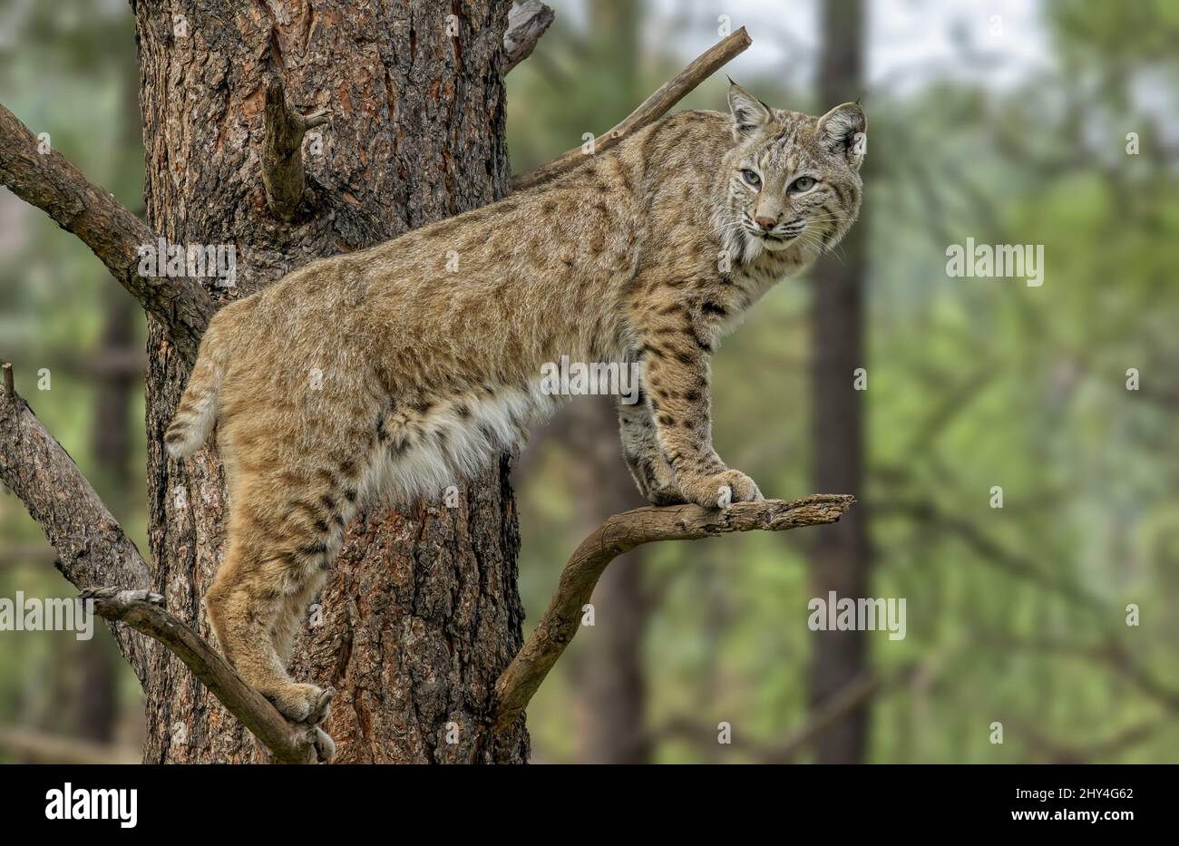 Adicto Shetland Alicia Retrato de un gato montés mexicano sobre las ramas de un árbol Fotografía  de stock - Alamy