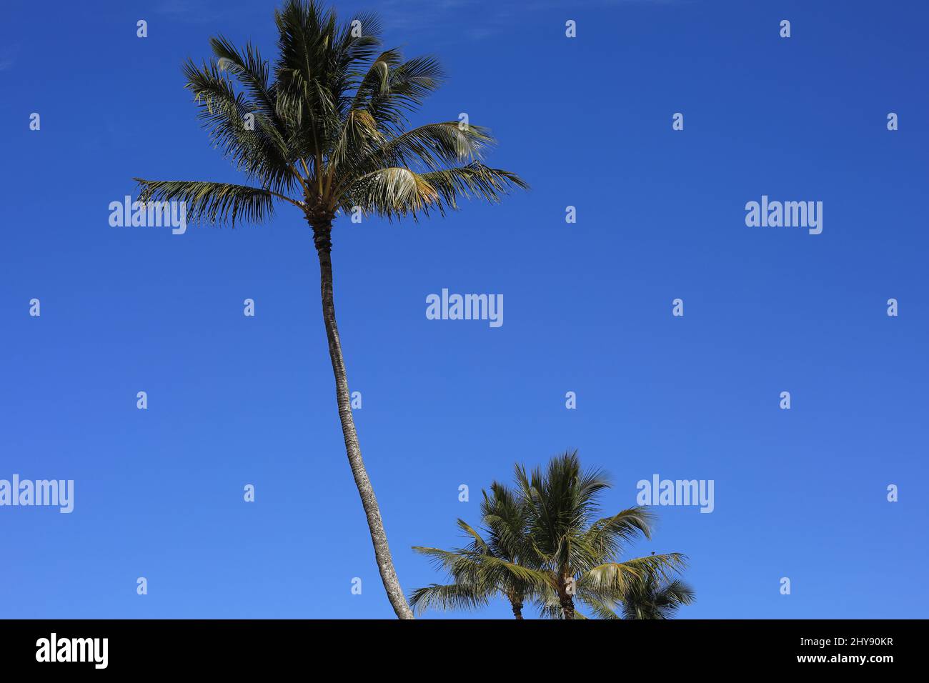 Cielo azul, palmas verdes Foto de stock