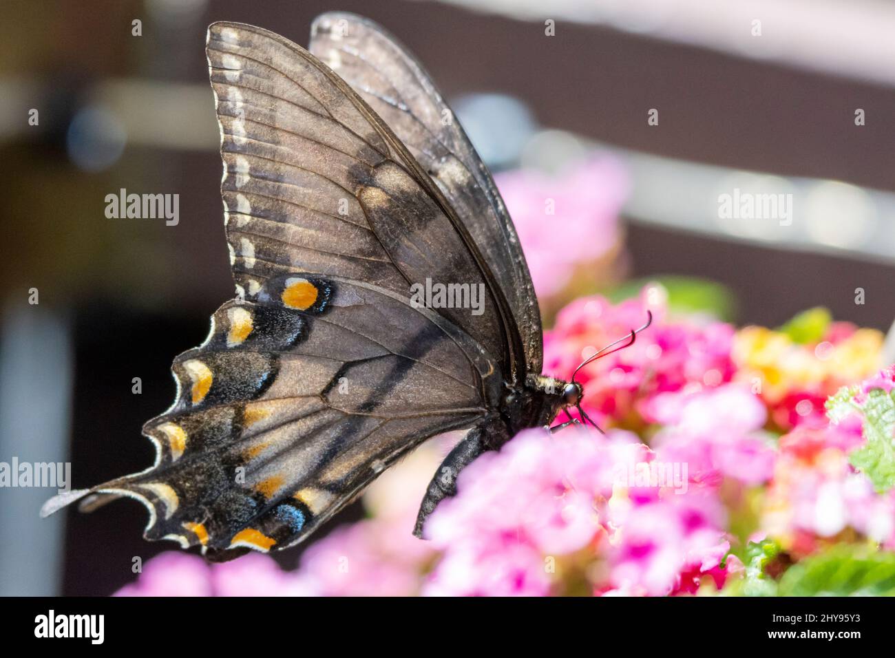 Una cola negra hembra del este se alimenta de la lantana en un patio trasero en Waukesha County Wisconsin. Vista lateral. Foto de stock