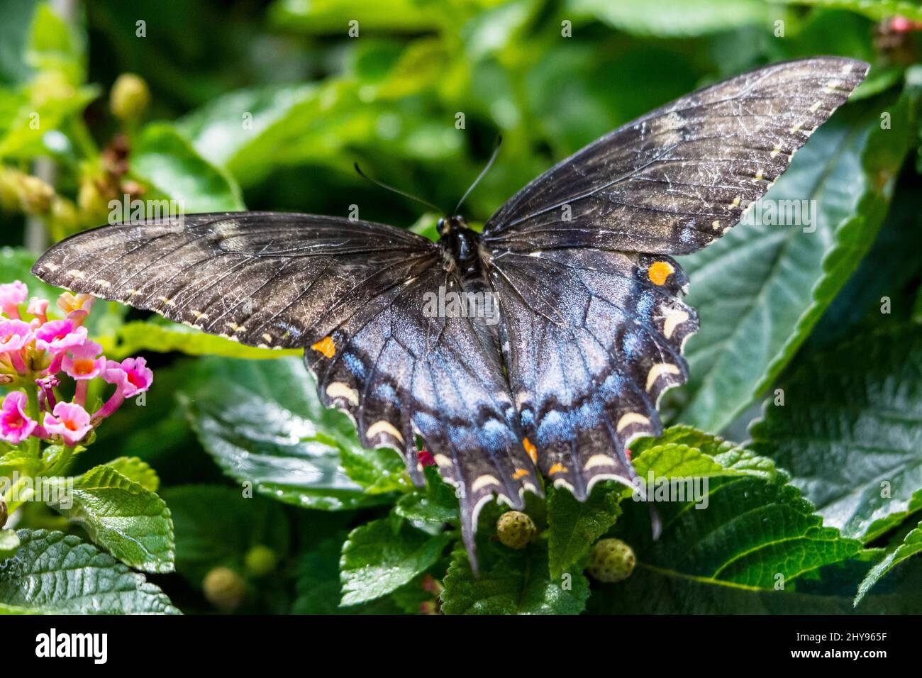 Una cola negra hembra del este se alimenta de la lantana en un patio trasero en Waukesha County Wisconsin. Foto de stock