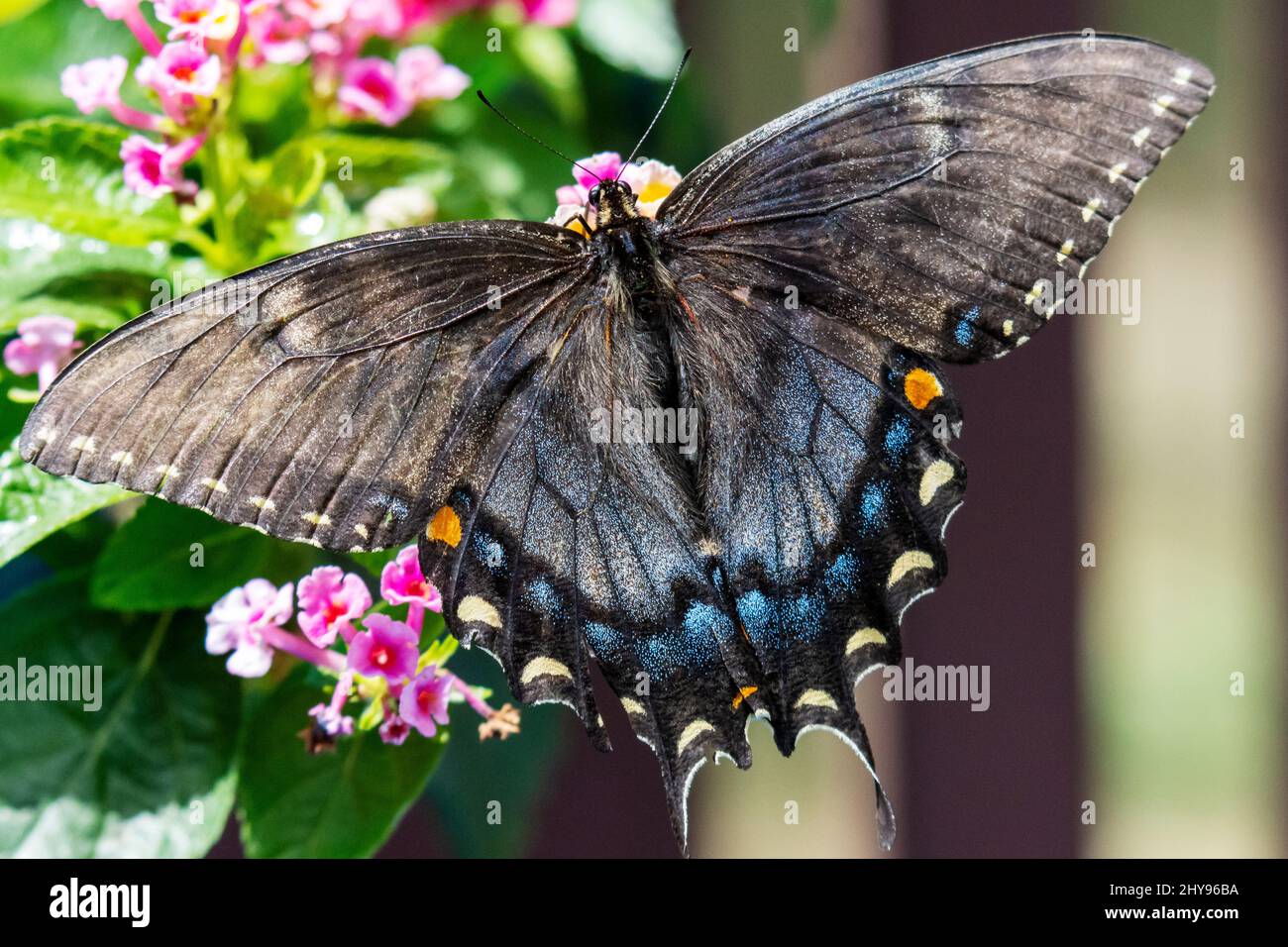 Una cola negra hembra del este se alimenta de la lantana en un patio trasero en Waukesha County Wisconsin. Foto de stock