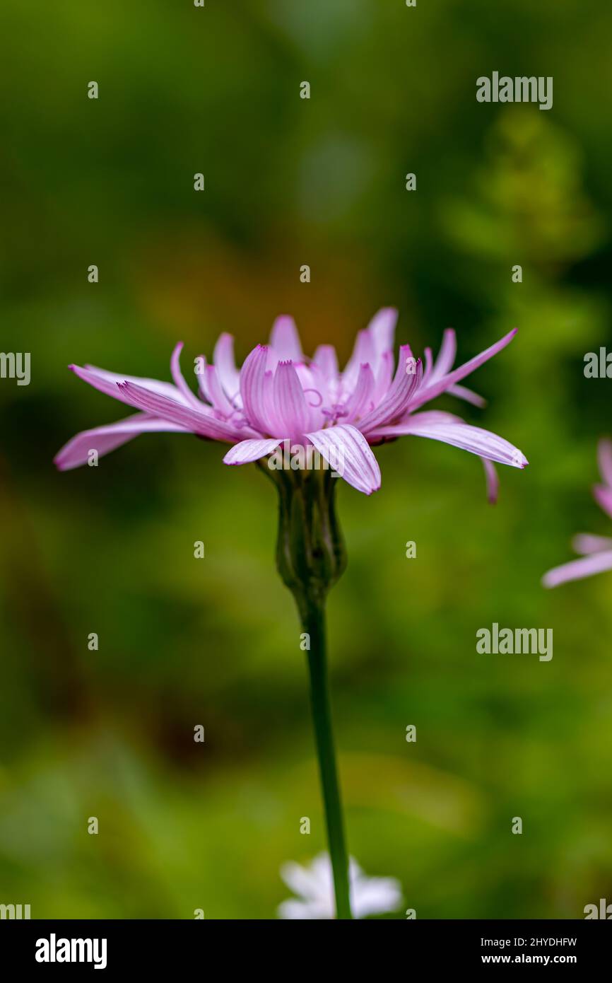 Scorzonera flor de romeros en las montañas Foto de stock