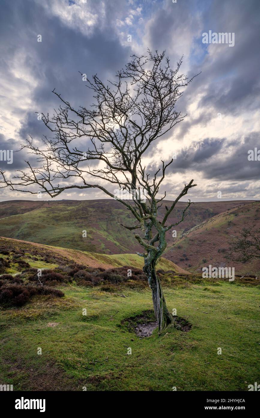 Árbol en el borde de la colina de Grindle en las colinas de Shropshire, Inglaterra Foto de stock