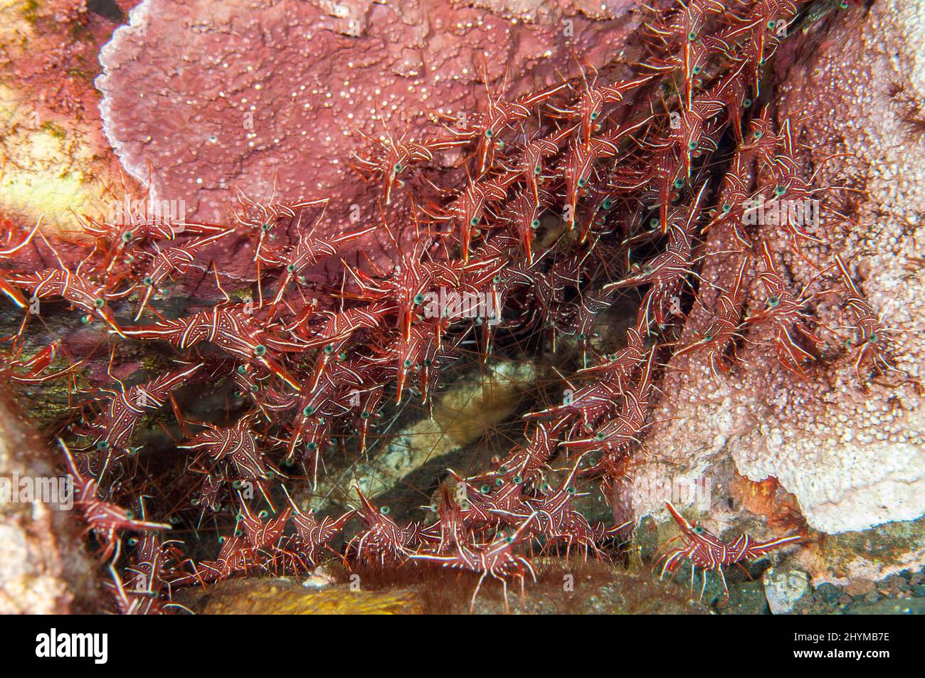 Colonia de camarón camello (Rhynchocinetes durbanensis) en columna de arrecife de coral, Océano Pacífico, Bali, Indonesia Foto de stock