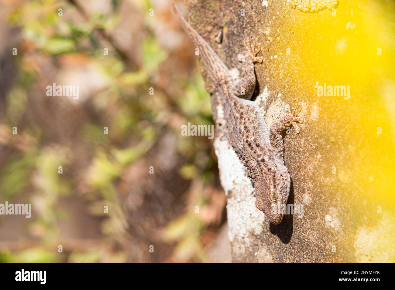 Gecko pared común, gecko árabe, Gecko pared árabe, Salamanquesa, gecko cocodrilo, gecko común europeo, Maurita naca gecko (Tarentola mauritanica) Foto de stock