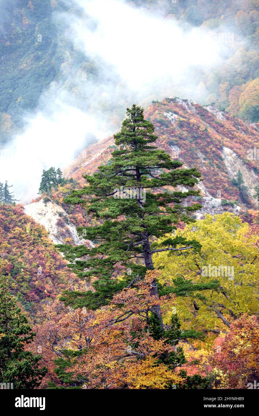 Pino blanco japonés (Pinus parviflora), en estado silvestre, Japón, Honshu, Parque Nacional Hakusan Foto de stock