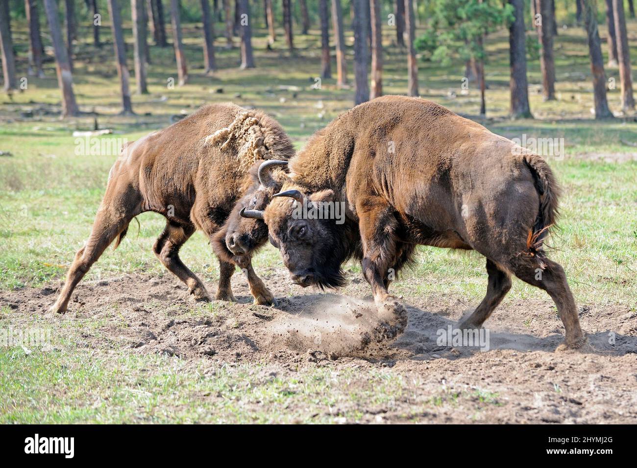 Bisonte europeo, wisent (Bison bonasus), dos bisontes europeos luchando, Alemania Foto de stock