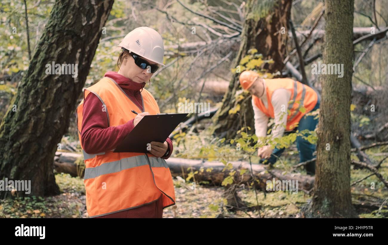 Mujeres y hombres ecologistas miden y documentan los daños a los bosques causados por el huracán Foto de stock