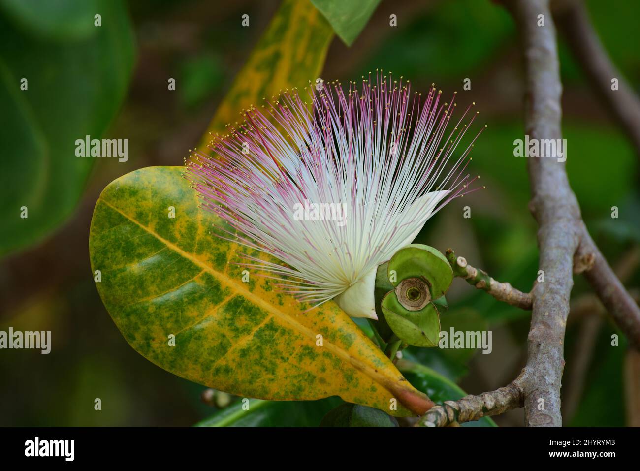 Flor del pez Árbol de veneno (Barringtonia asiatica) nativo de los hábitats de manglar. Tailandia Foto de stock