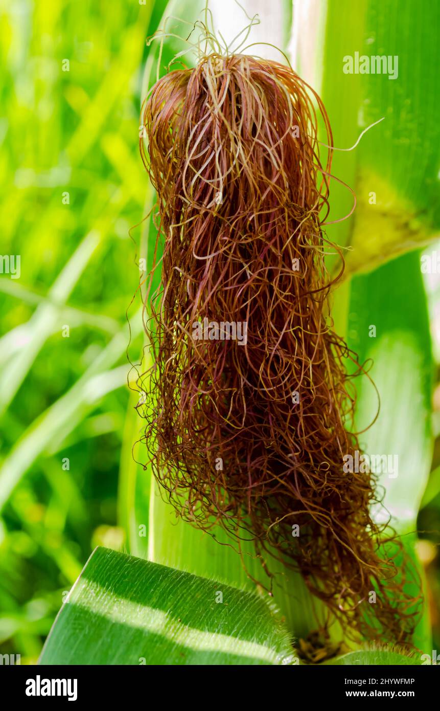 El estigma maydis Colgante desde la parte superior de una oreja de maíz. Foto de stock