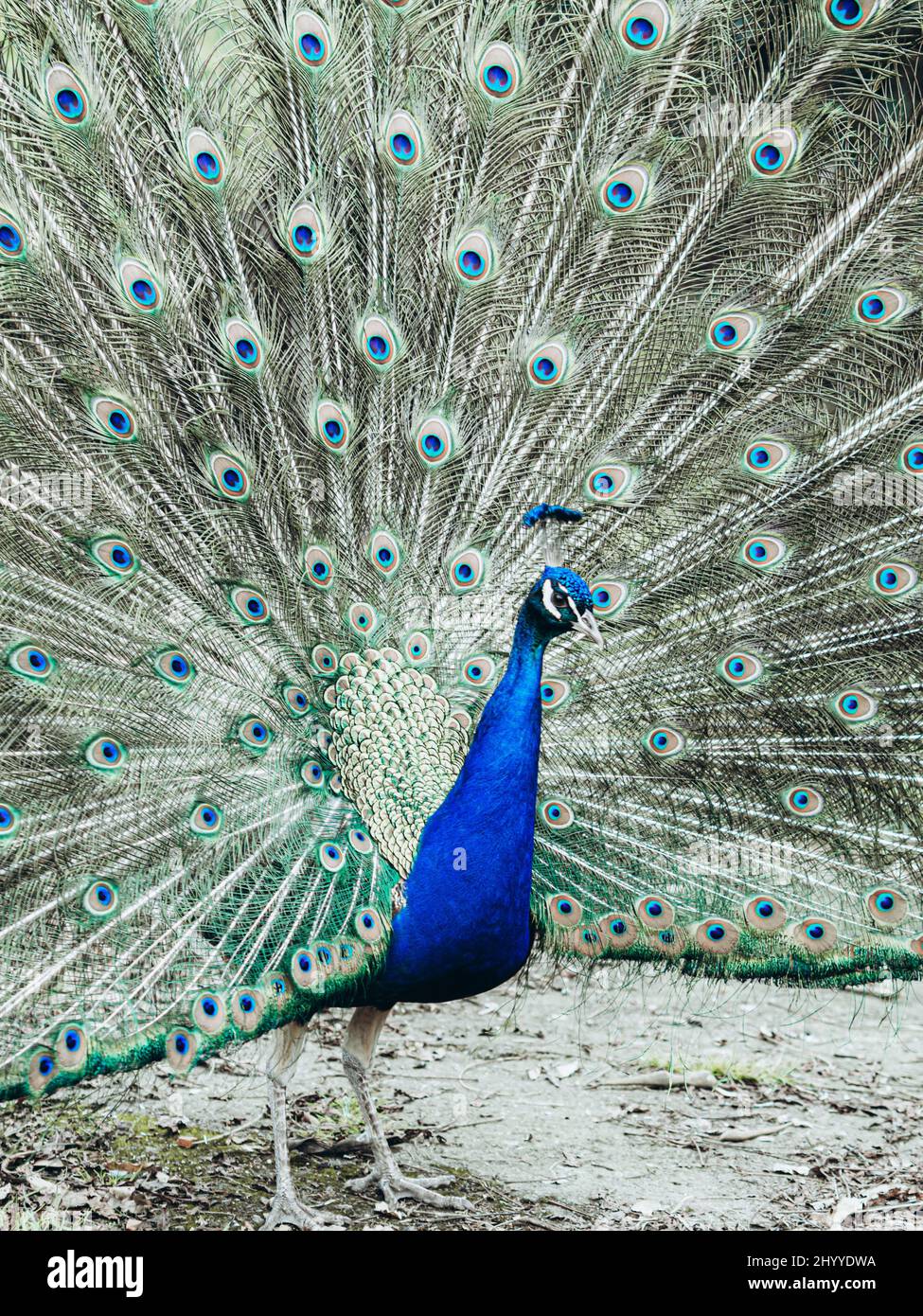 El pavo real masculino con plumaje brillante extendió su cola al aire  libre. Baile Peacock con sus plumas abiertas Fotografía de stock - Alamy