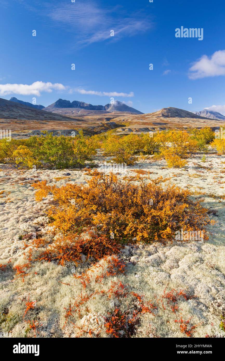 Abedul enano (Betula nana) y liquen/musgo de copa de reno en la tundra en otoño en Døråldalen, Parque Nacional Rondane, Innlandet, Oppland, Noruega Foto de stock