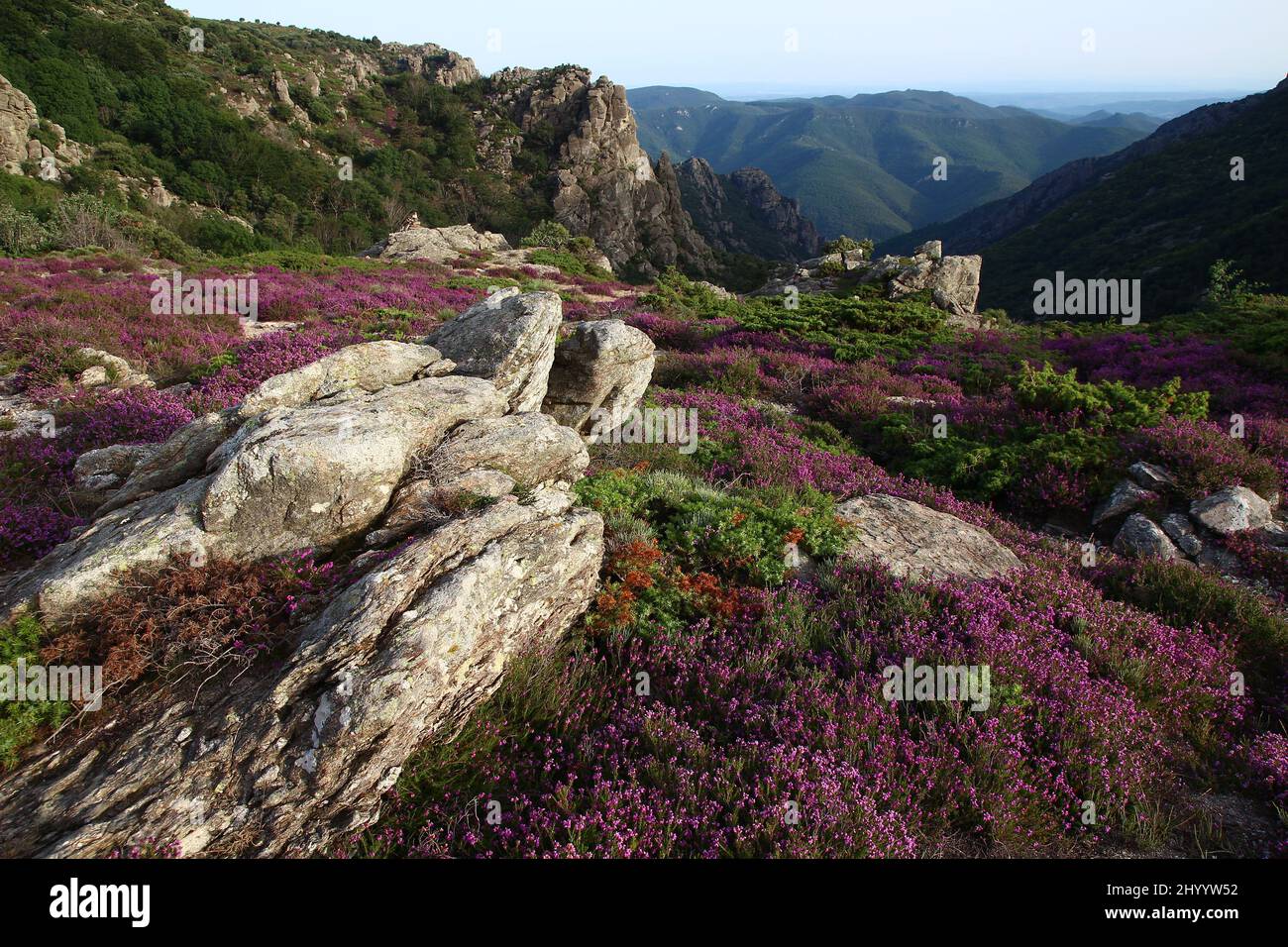 Parches jaspeados y rocas en la Caroux, cerca de las gargantas de Colombières (Hérault, Haut Languedoc, Francia). Foto de stock